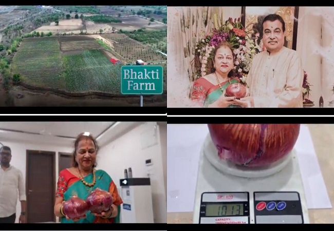Organic Onion Farming : नितिन गडकरी की पत्नी ने मल्चिंग पेपर तकनीक से उगाया 1 किलो का प्याज, एक एकड़ से 12-13 टन उत्पादन