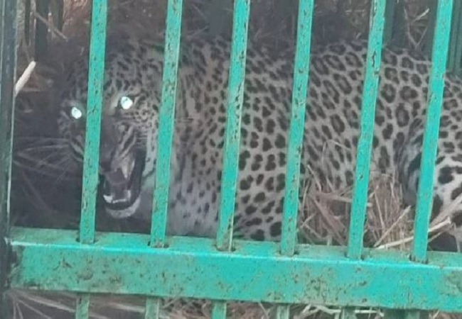 Moradabad News: तेंदुएं का आतंक, खेत में काम कर रहे किसान पर हमला, कई घंटों की मशक्कत के बाद वन विभाग की टीम ने पकड़ा