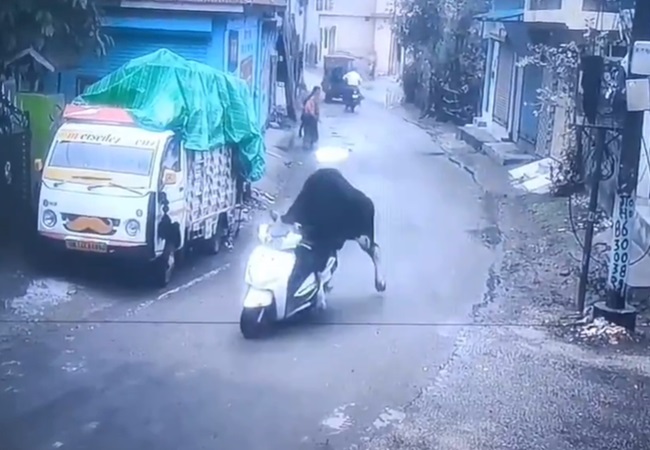 Video: आवारा सांड ने की स्कूटी चोरी करने की कोशिश! CCTV कैमरा न होता तो लोग नहीं करते यकीन