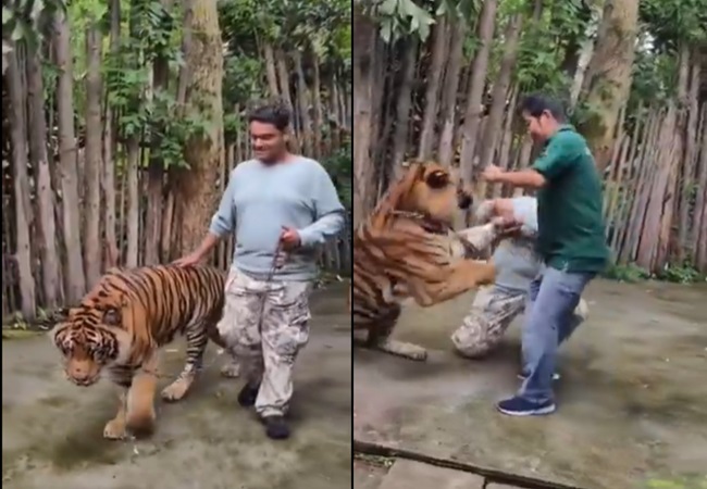 Video: टाइगर की पीठ थपथपाई और सेल्फी लेने बगल में बैठा, फिर युवक पर झपट पड़ा बाघ; खौफनाक वीडियो वायरल