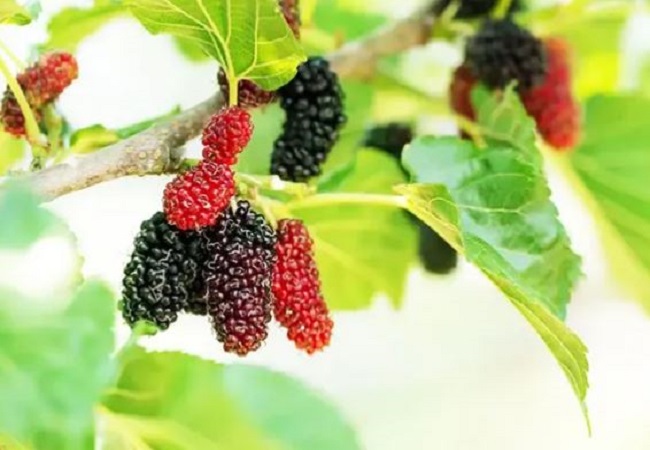 Benefits of mulberry leaves: बीपी, डायबिटीज और वजन कम करने में मदद करती है शहतूत की पत्तियां