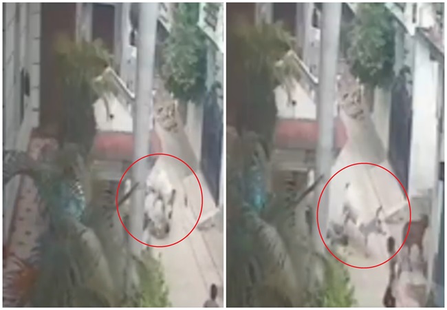 Video: शख्स को पैरों से कुचलता रहा आवारा सांड, जब तक ले ली नहीं जान; उन्नाव की खौफनाक घटना का वीडियो वायरल