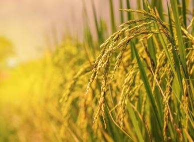 Israel–Iran War : ईरान युद्ध से बासमती चावल पर मंडराया संकट , जानें पूरा मामला