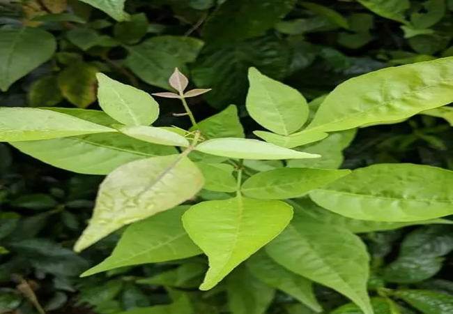 सुबह उठते ही बासी मुंह खाएं इस पेड़ के तीन पत्ते, हार्ट, शुगर सहित 99 बीमारियों को कर देगा छूमंतर