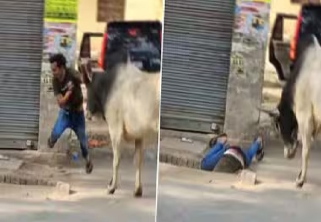 Bull Attack Viral Video : युवक को सांड ने सींग से उछालकर नाली में पटका, अगले पल कुछ ऐसा हुआ कि…