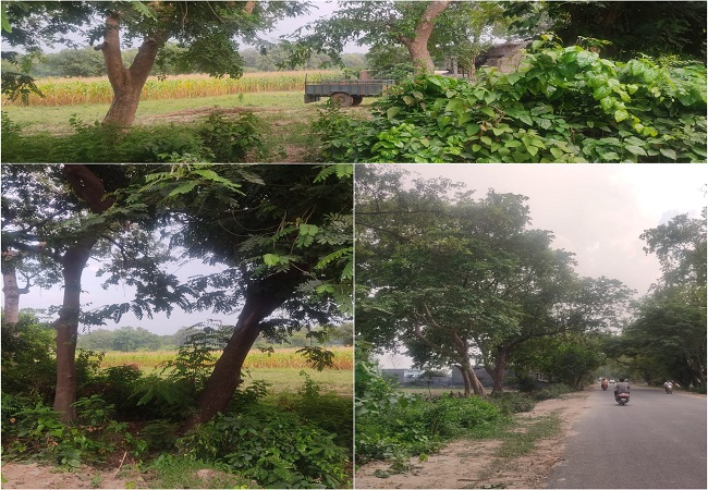 आदमखोर शेर का पीलीभीत के ट्रांस शारदा क्षेत्र में आतंक, डर और दहशत में जी रहे हैं लोग