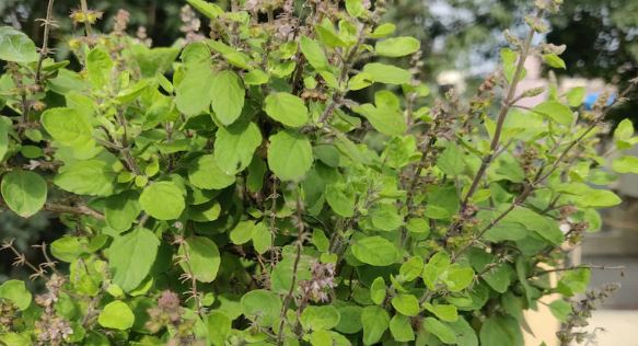 Ashadh Tulsi Puja : आषाढ़ महीने में तुलसी पूजा का चमत्कारिक फल है , करिए ये चीजें  अर्पित