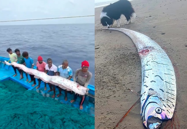 Video Doomsday Fish: भारत के इस राज्य में मिली ‘प्रलय की मछली’, बड़ी तबाही के संकेत; जानिए इसके पीछे की कहानी