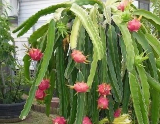 Development of UP, ड्रैगन फ्रूट का हब बना मिर्जापुर