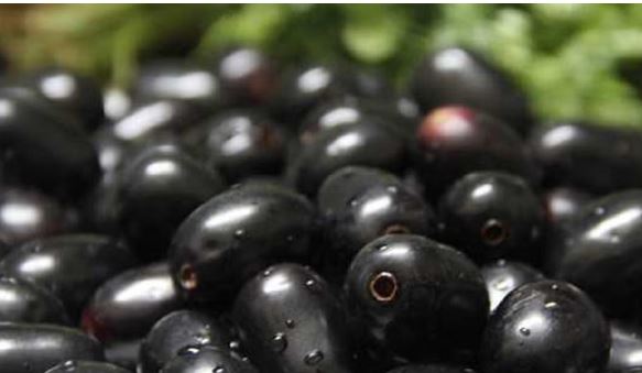 रोज खायें जामुन , शरीर के इन समस्याओं से हो जायेंगे दूर