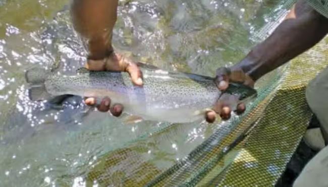 झारखंड बना देश का रोल मॉडल, कोयला खनन कंपनियों के छोड़े गए पानी से भरे गड्ढे बने मछली पालन केन्द्र