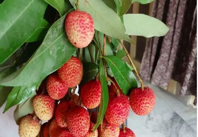 भारत के लीची की खुशबू से महकेगा कतर , पहली खेप रवाना