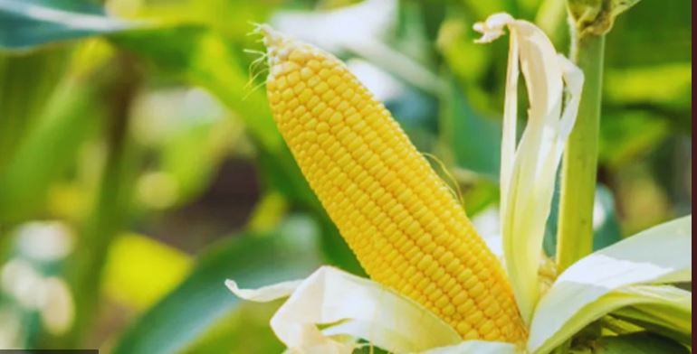 maize production: प्रयागराज का मक्का ताइवान में फैलायेगा अपनी महक,एफपीओ को मिला निर्यात प्रस्ताव