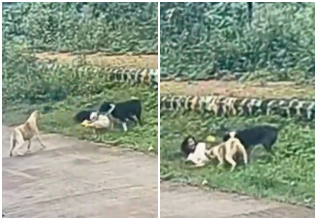 Video: सड़क से जा रही बच्ची को खींच ले गए आवारा कुत्ते, फिर काटने और नोंचने लगे; खौफनाक घटना CCTV में कैद