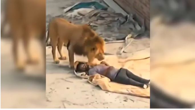 Video : छत पर चैन नींद सो रहे मजदूर को शेर ने ली पप्पी, देखें फिर आगे क्या हुआ…