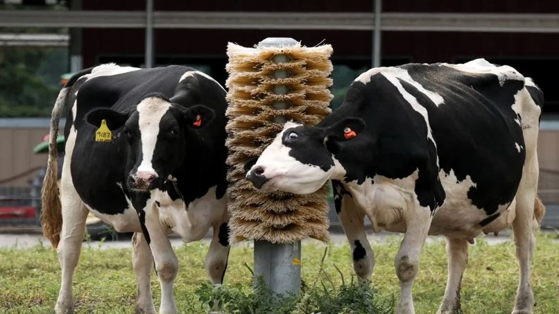 Non-Veg Milk क्या होता है? जानें इसको लेकर भारत-अमेरिका में क्यूं खिंची है तलवार