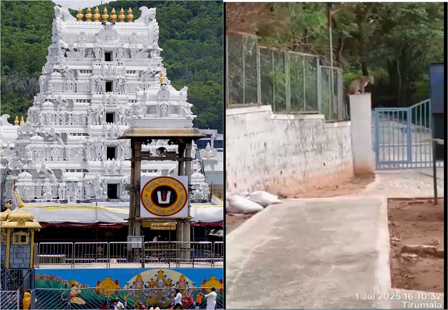 Video : आंध्र प्रदेश के तिरुमाला पहाड़ी पर तिरुपति बालाजी मंदिर के गेट के पास दिखा तेंदुआ, श्रद्धालुओं में फैली दहशत