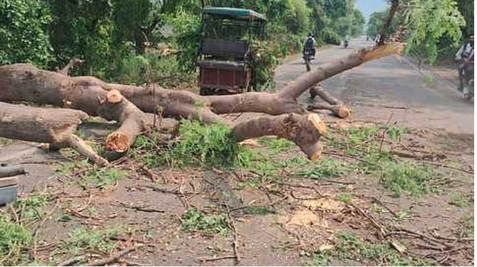 मेरठ में बारिश और भूकंप में गिरा पेड़, बाइक सवार बच्ची की मौत और पिता गंभीर रूप से घायल
