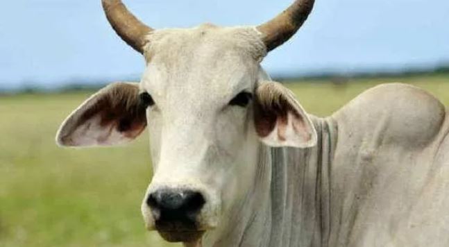 मध्यप्रदेश के बिशनखेड़ा गांव में हर घर गाय होना जरुरी, नहीं बेच सकता कोई दूध