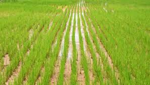 उमस भरी गर्मी से मिली राहत: बारिश से तापमान गिरा,किसानों ने ली सुकून की सांस