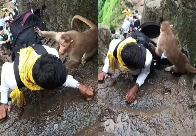 Viral Video: बंदर ने यात्री के साथ किया शरारत ,यह घटना भाई जिंदगी भर नहीं भूल पाएगा, Video देख बोले यूजर्स
