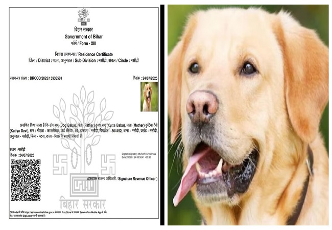बिहार सरकार ने कुत्ते का जारी कर दिया आवासीय प्रमाण पत्र, नाम डॉग बाबू, पिता कुत्ता बाबू और मां कुतिया देवी…