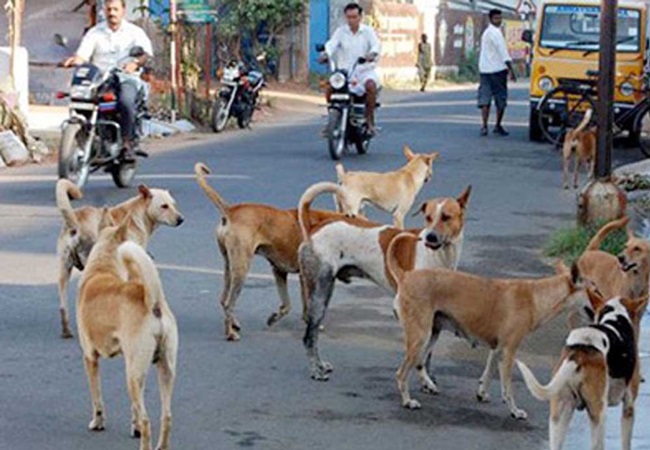 5000 आवारा कुत्तों की मौज, बेंगलुरु में कुत्ते रोज खाएंगे चिकन-चावल; सालाना तीन करोड़ होगा खर्च