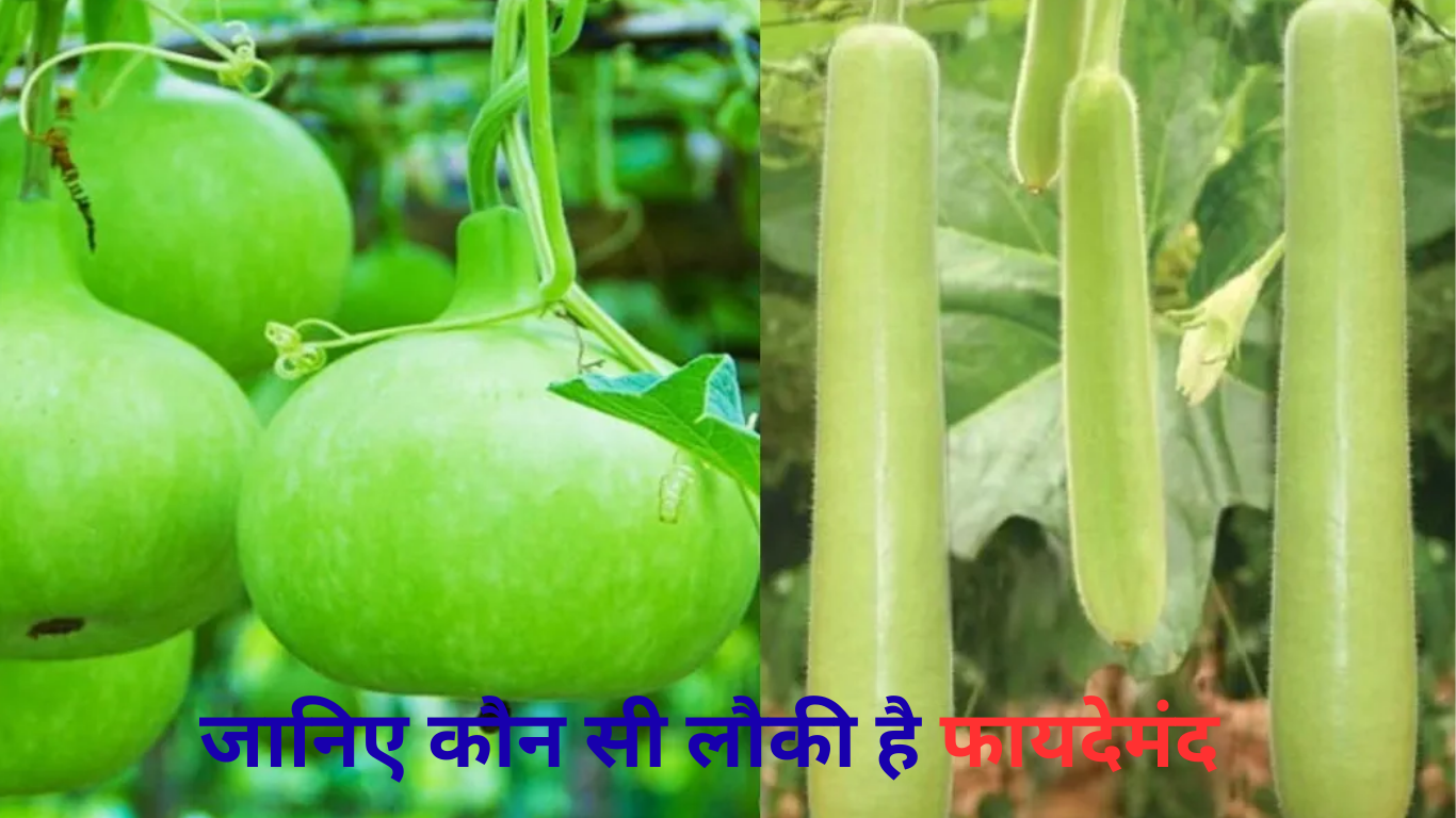 Health Tips : गोल और लंबी लौकी में कौन सी होती है ज्यादा फायदेमंद, खरीदने से जानें ये बड़ा अंतर