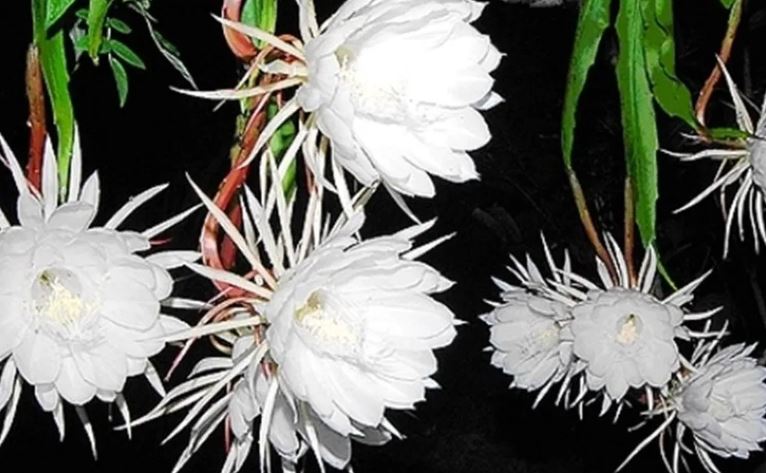 Brahma Kamal :  ये दिव्य फूल वर्ष साल में एक ही बार खिलता है , चमत्कारी दर्शन से बदल जाती है किस्मत  