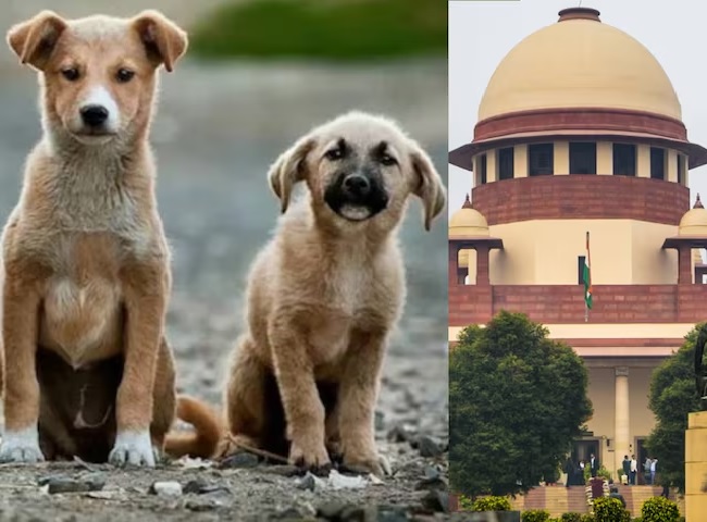 आवारा कुत्तों के मामले में CJI बीआर गवई ने गौर करने का दिया आश्वासन, क्या डॉग लवर्स को मिलेगी राहत?