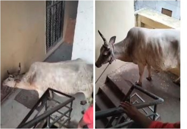 VIDEO-चौथी मंजिल पर चढ़ी गाय को लखनऊ नगर निगम की टीम ने किया सकुशल रेस्क्यू