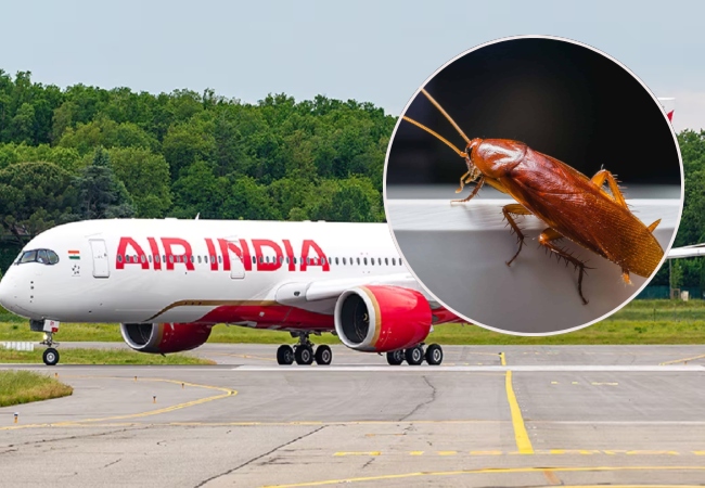 एयर इंडिया की फ्लाइट में कॉकरोच मिलने से यात्रियों में मचा हड़कंप, एयरलाइन को देनी पड़ी सफाई