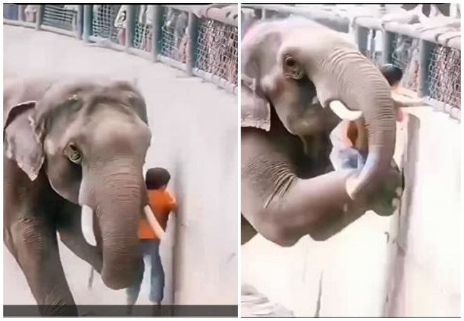 हाथी के बाड़े में गिरा बच्चा, सूंड से उठा कर बच्चे को दिया मां की गोद में