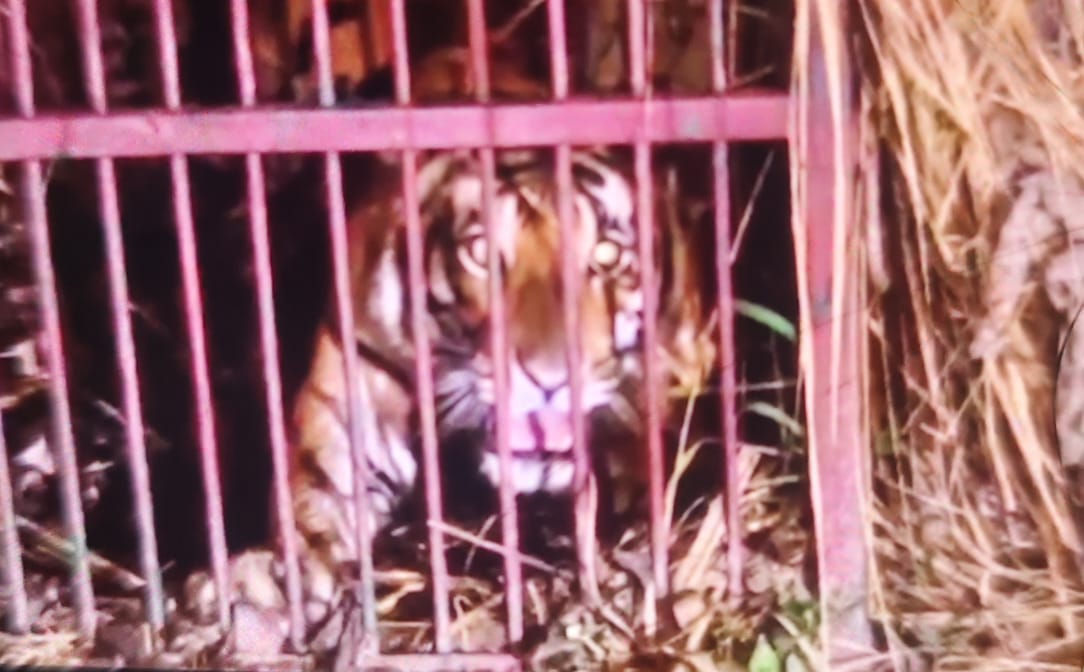 लखीमपुर-खीरी में जिले में पिछले पांच माह से दहशत फैला रही बाघिन पिंजरे में कैद