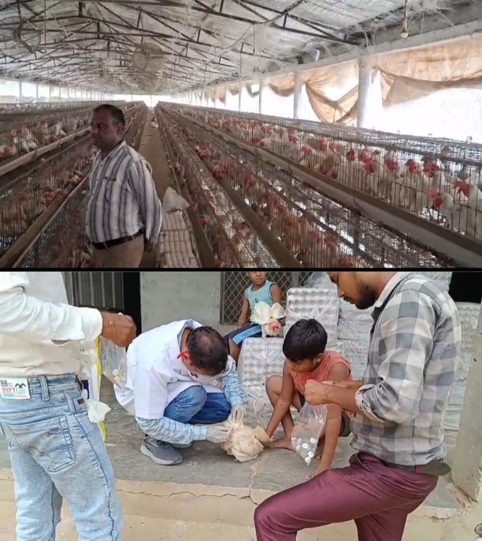 रामपुर में बर्ड फ्लू की पुष्टि के बाद मुरादाबाद में भी सतर्कता बढ़ी, मुरादाबाद जिलाधिकारी ने अधिकारियों को दिए जरुरी निर्देश