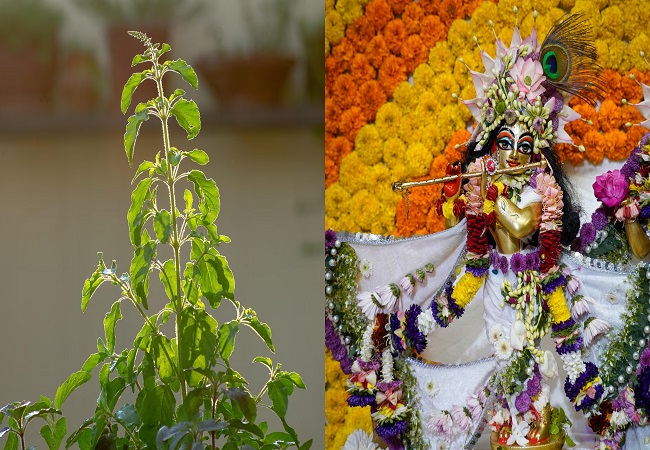 Janmashtami 2025 : जन्माष्टमी के पावन मौके पर तुलसी से जुड़े करें ये पांच उपाय, चमक उठेगा सोया हुआ भाग्य