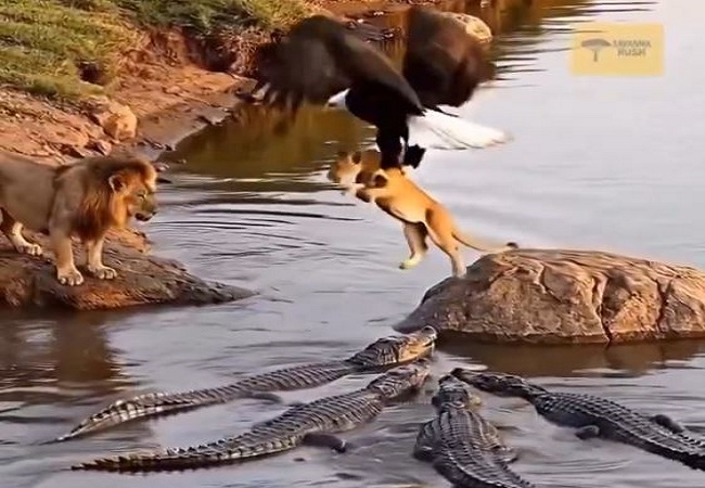 बच्चे की जान बचाने के लिए जंगल के राजा को लेनी पड़ी आसमान के राजा की मदद, देखे वीडियो