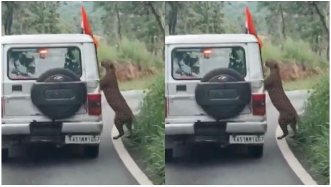 Viral Video : सफारी में बोलेरो से बाहर झांकना 13 साल के बच्चे को पड़ा भारी, तेंदुए ने किया हमला