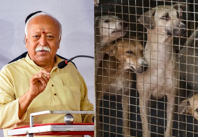 RSS चीफ भागवत ने दिल्ली-NCR में आवारा कुत्तों के मामले पर दी प्रतिक्रिया, इस समस्या का बताया समाधान