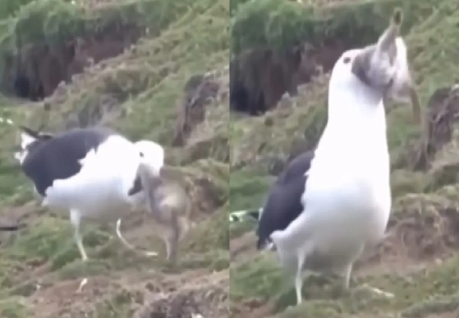 Virals Video: खरगोश को जिंदा निगल गया यह पक्षी, Video देख लोगों ने दांतों तले दबा ली उंगली