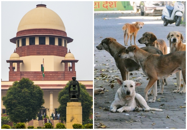 Stray Dogs Case Verdict: सुप्रीम कोर्ट बोला- कुत्तों को टीकाकरण और नसबंदी के बाद छोड़ा जाए, सड़कों पर खाना खिलाने की अनुमति नहीं