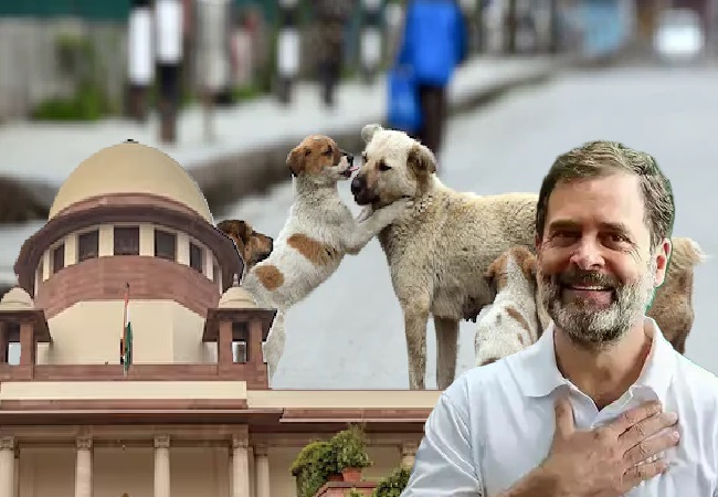 राहुल गांधी ने आवारा कुत्तों पर SC के फैसले का किया स्वागत, बोले- यह निर्णय करुणामय और वैज्ञानिक तर्क पर आधारित