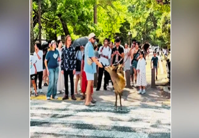 Viral: हिरण के इस वीडियो में ऐसी कौन सी खासियत है जिससे लोग बोले- दिल को छू गया भाई