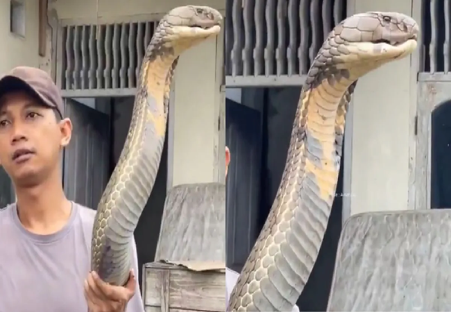 Viral video : ये है धरती का सबसे लंबा और जहरीला सांप, लंबाई देख उड़े लोगों के होश