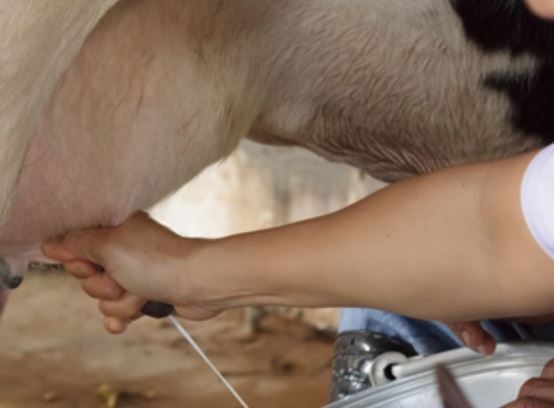 छत्तीसगढ़ के कोरबा जिले में एक गाय गर्भधारण किये बिना ही दे रही दूध,लोगों ने कहा देवी कामधेनु गौ मां