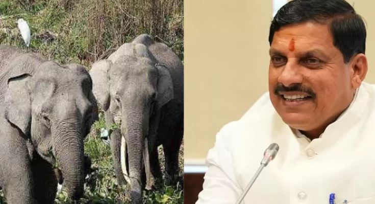 विश्व हाथी दिवस आज,  मध्य प्रदेश के मुख्यमंत्री ने हाथियों के संरक्षण में सहयोग करने का किया अपील