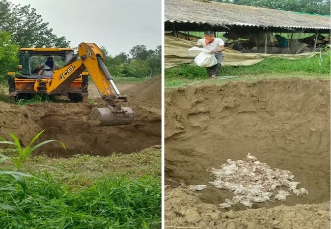यूपी के इस जिले में JCB से गड्ढे खोदकर दफनाए जा रहे हैं मुर्गे-मुर्गियां, चिकन-अंडों की बिक्री तक तीन हफ्ते का बैन…