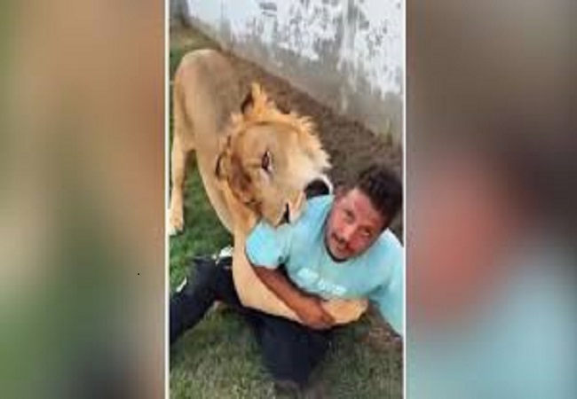 फार्म हाउस में काम रहे मजदूर पर शेर ने बोला हमला, मजदूर ने किया डट कर सामना- देखें वीडियो