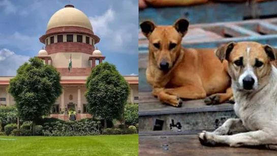सुप्रीम कोर्ट के फैसले पर Dog Lovers बेहद खुश , महिला बोली ‘ज्यादा बोलूंगी तो रो पड़ूंगी