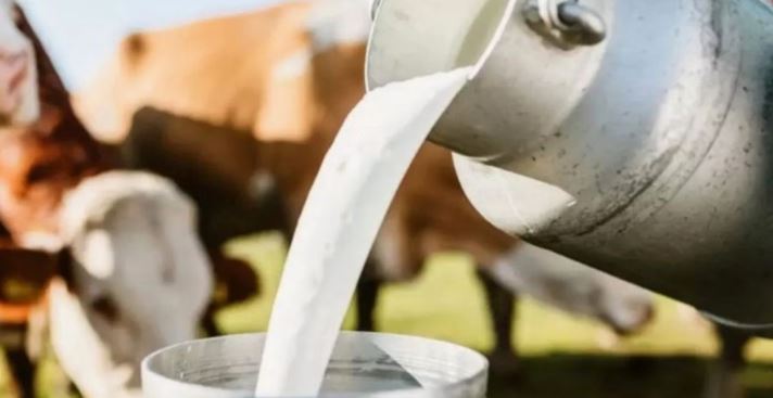 एमपी सरकार प्रदेश को बनायेगी मिल्क कैपिटल, ज्‍यादा दामों में खरीदेगी गाय का दूध,गौशालाओं पर देगी 25% की सब्सिडी